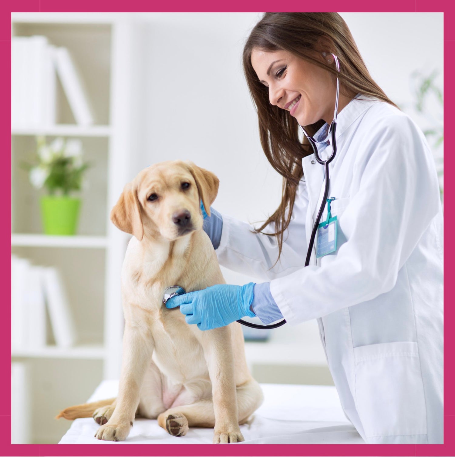 Industria Veterinaria